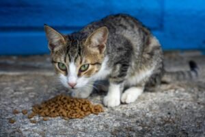 pexels-gyozo-morocz-517633466-16471497-scaled.jpg